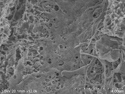 Vascular-endothelial-cells-conductive-staining2